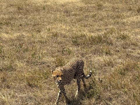 Tanzania Joy Tours-莫西必去景点
