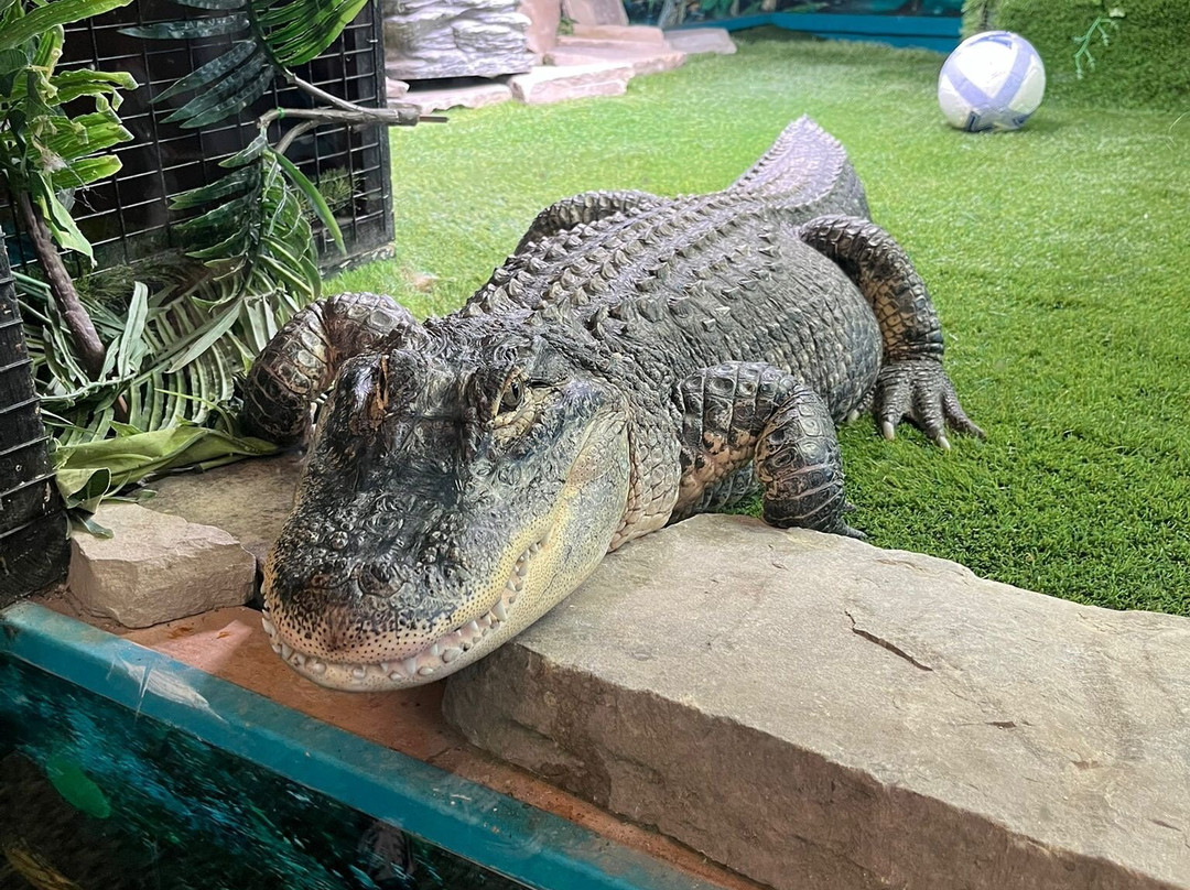 Get to Know Animals Ltd-Chingford必去景点