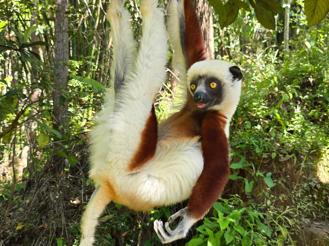 Madagascar Green Tours-安齐拉贝必去景点