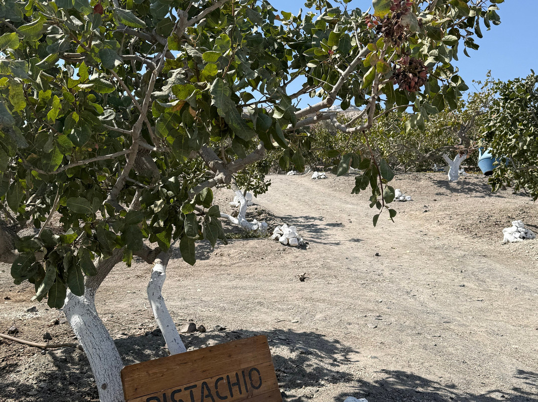 Nomikos Estate Santorini-Vothonas必去景点