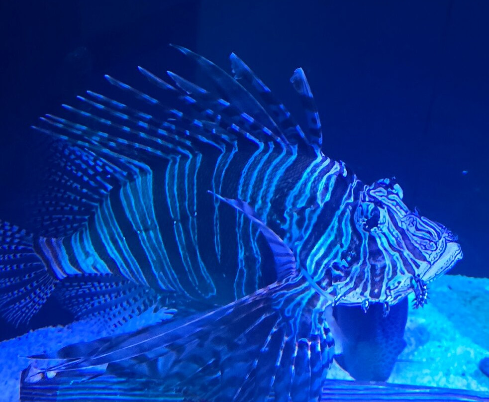 Newport Aquarium-Newport必去景点