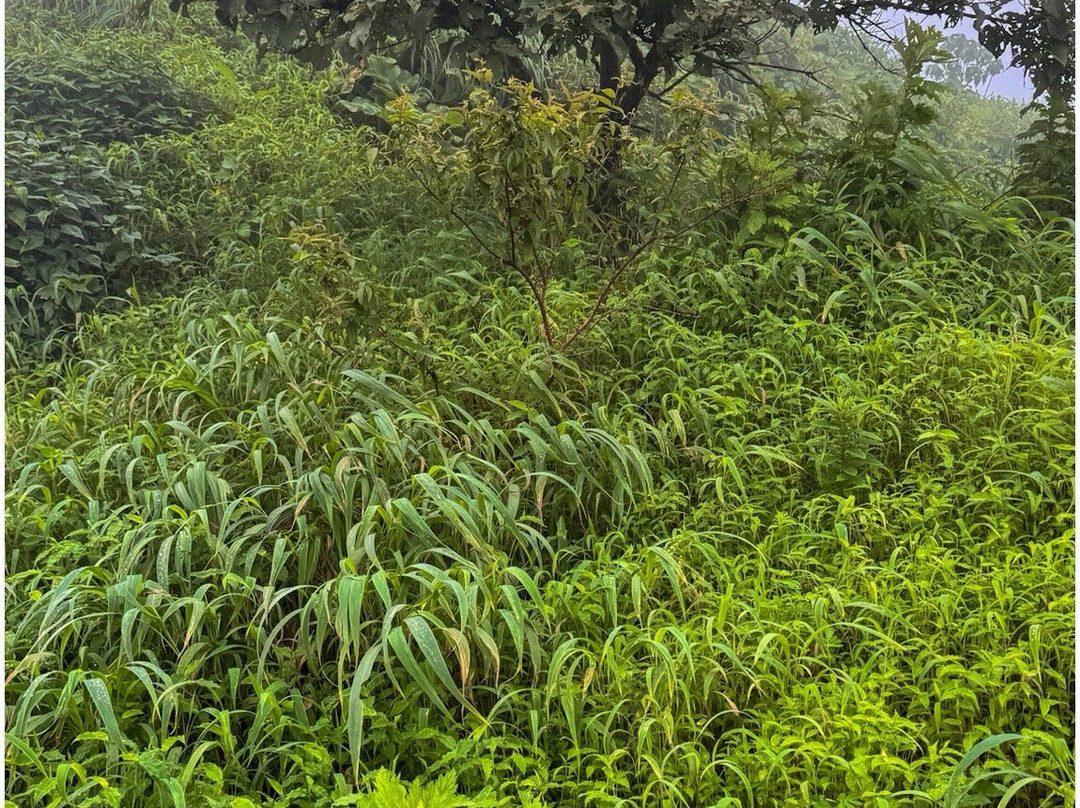 Tikona Fort-罗纳瓦拉必去景点