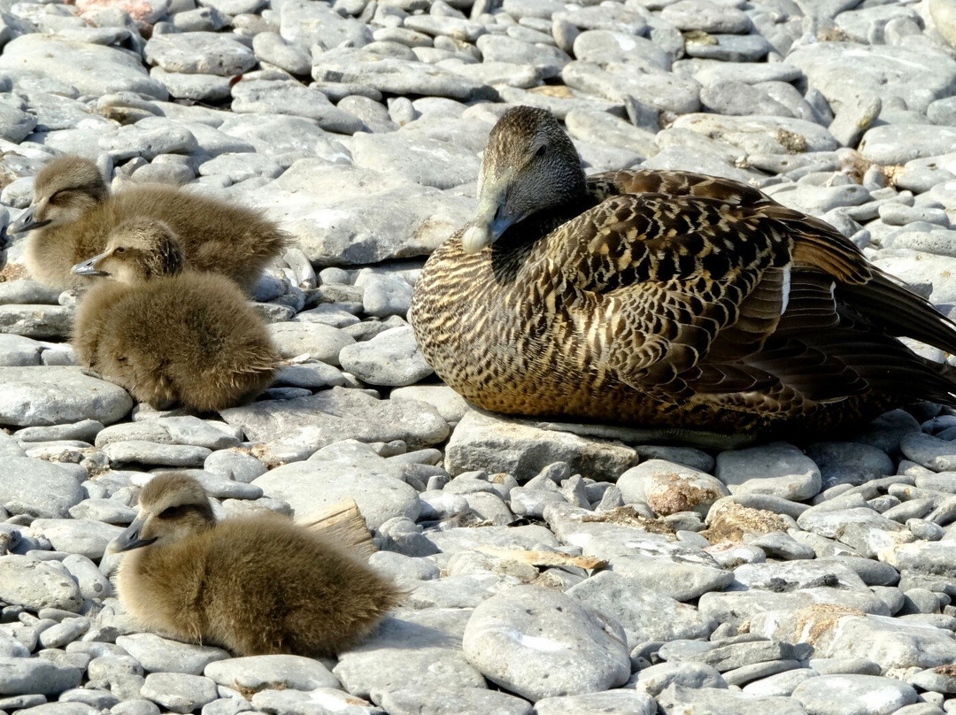 Vigur Island-伊萨菲厄泽必去景点