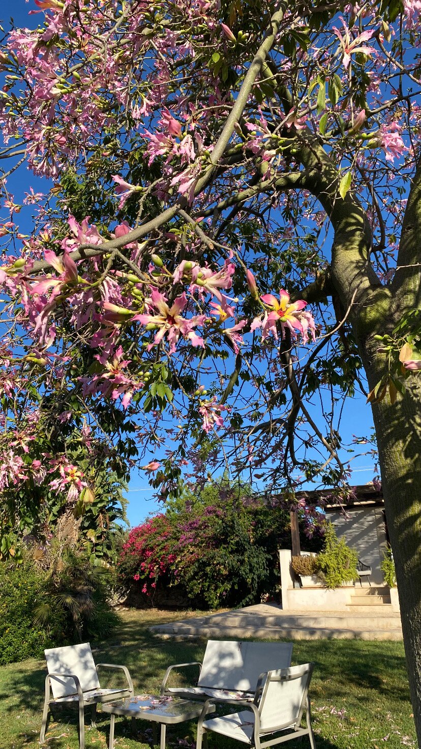 Torre Dantona-官方