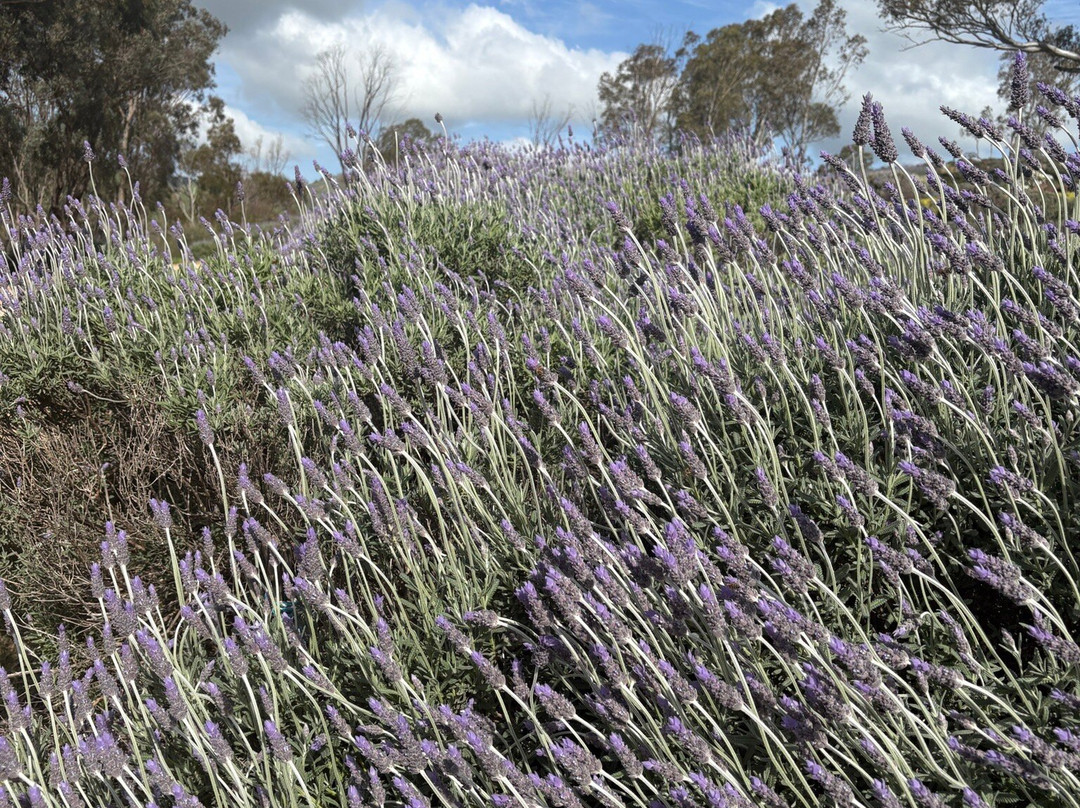 Lyndoch Lavender Farm-林道必去景点