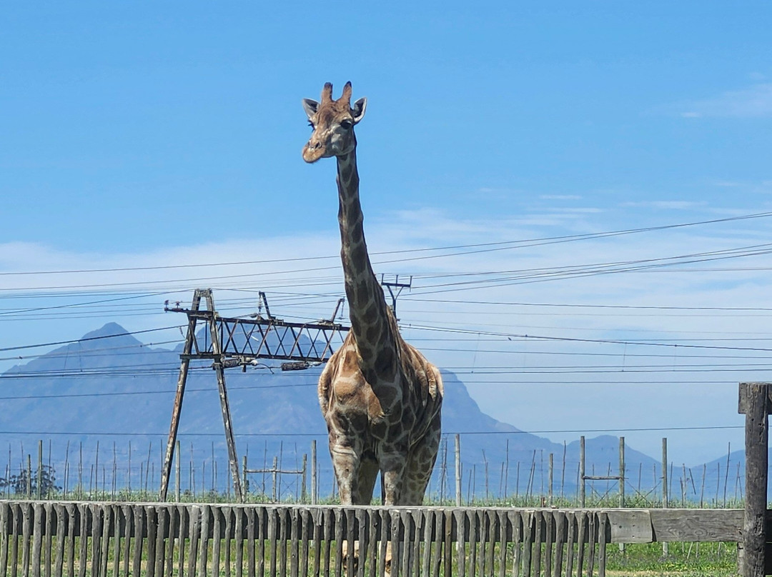 Giraffe House Wildlife Awareness Centre-斯泰伦博斯必去景点