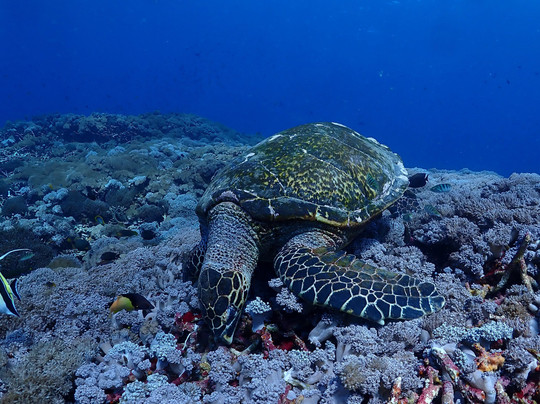 Discover Nusa Penida-珀尼达岛必去景点