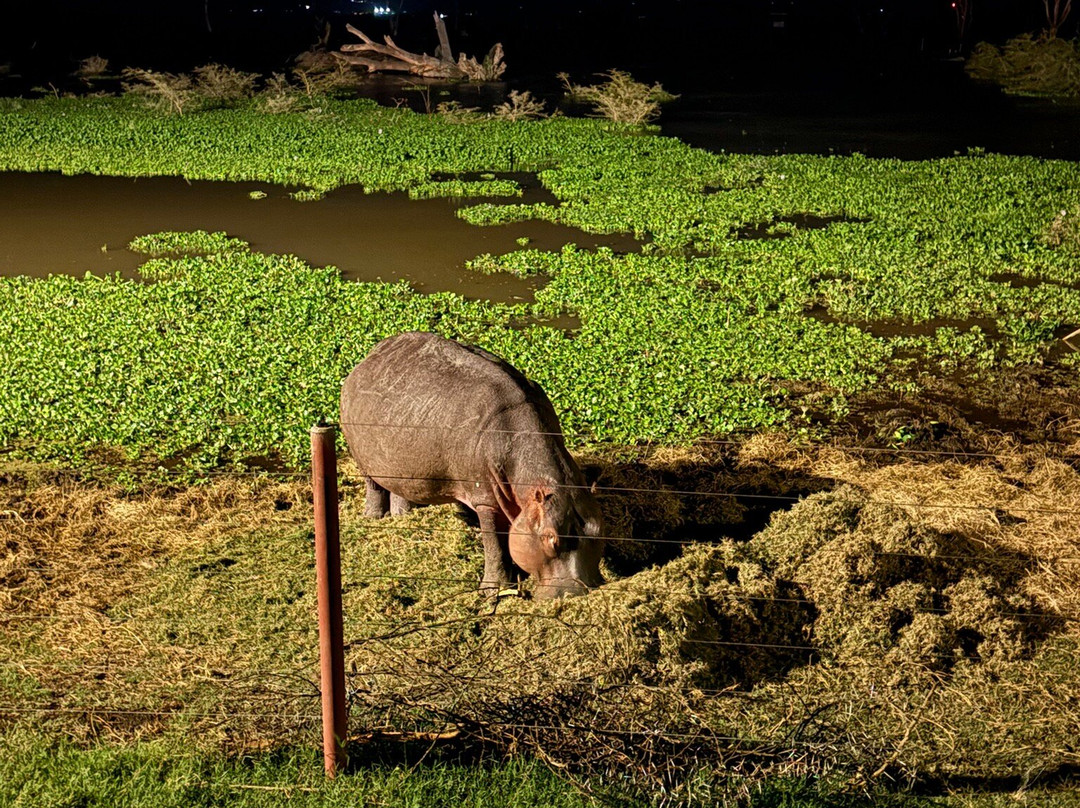 Flexivel Kenya Safaris-内罗毕必去景点