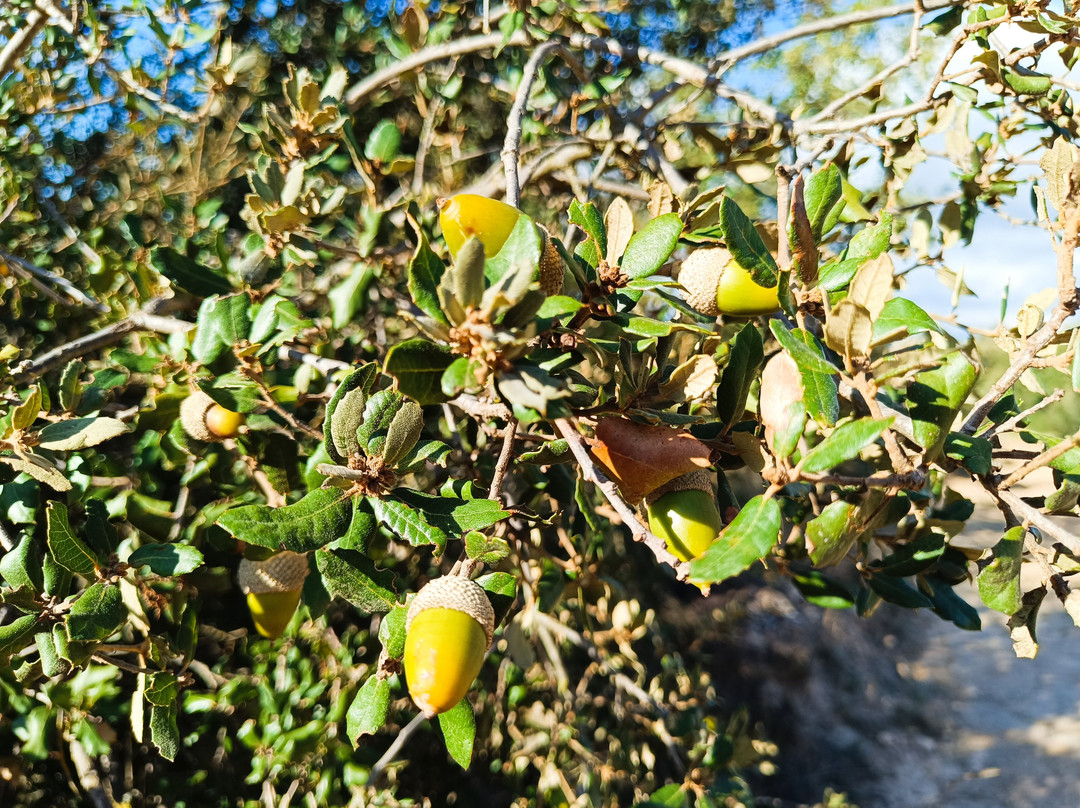 Hotel Villaro del Bosc主图