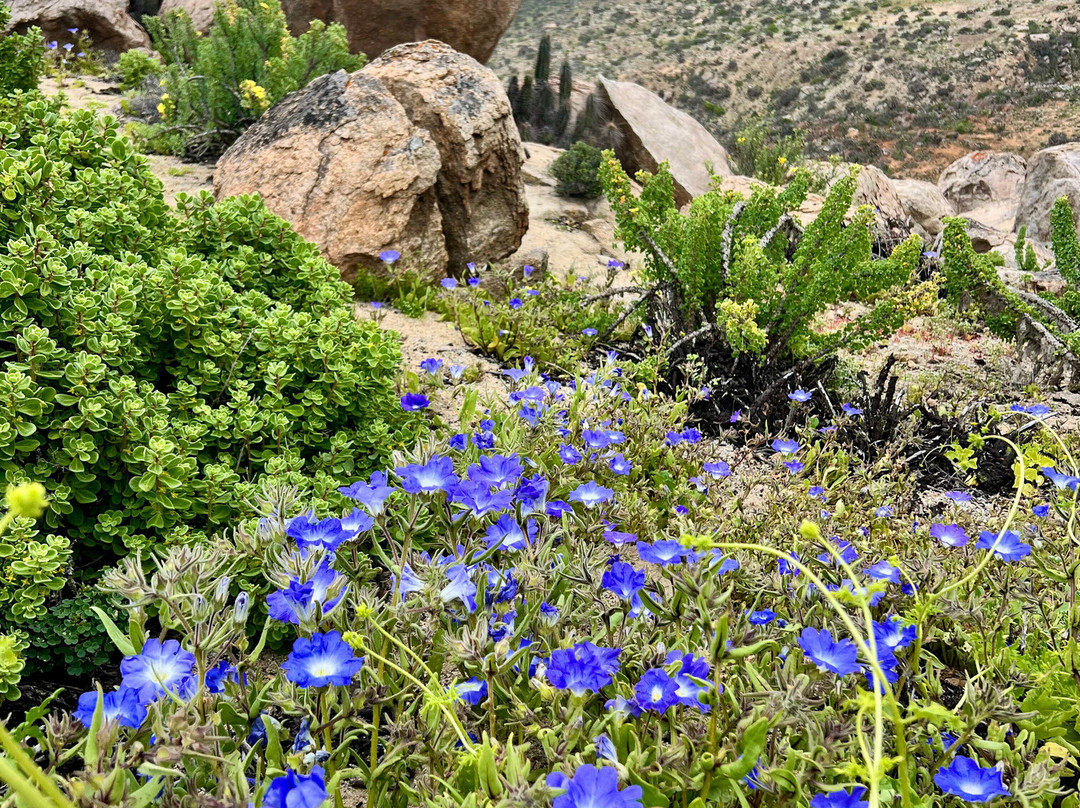 Parque Nacional Llanos del Challe-Huasco必去景点