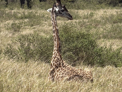 Kenya Incentive Tours & Safaris - Day Tours-内罗毕必去景点