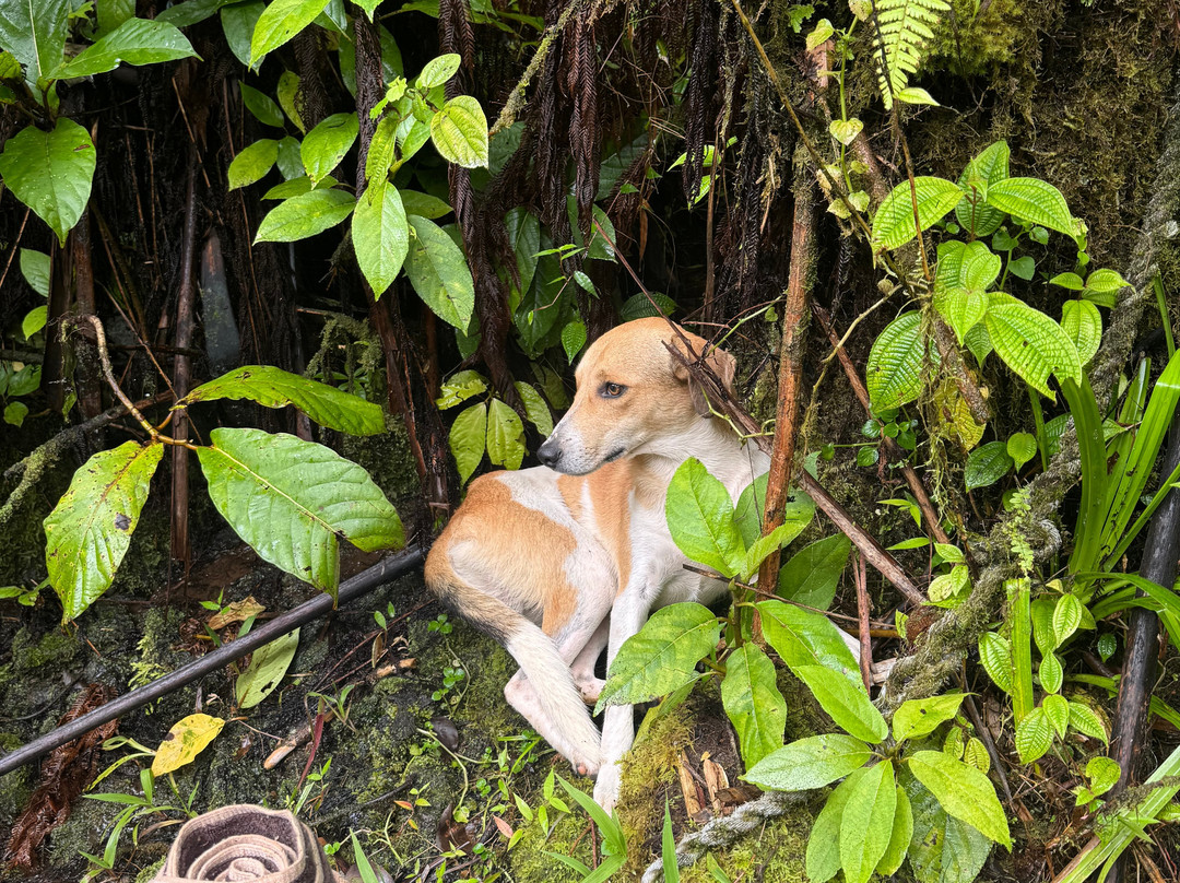 Tavoro Waterfalls-塔韦乌尼岛必去景点