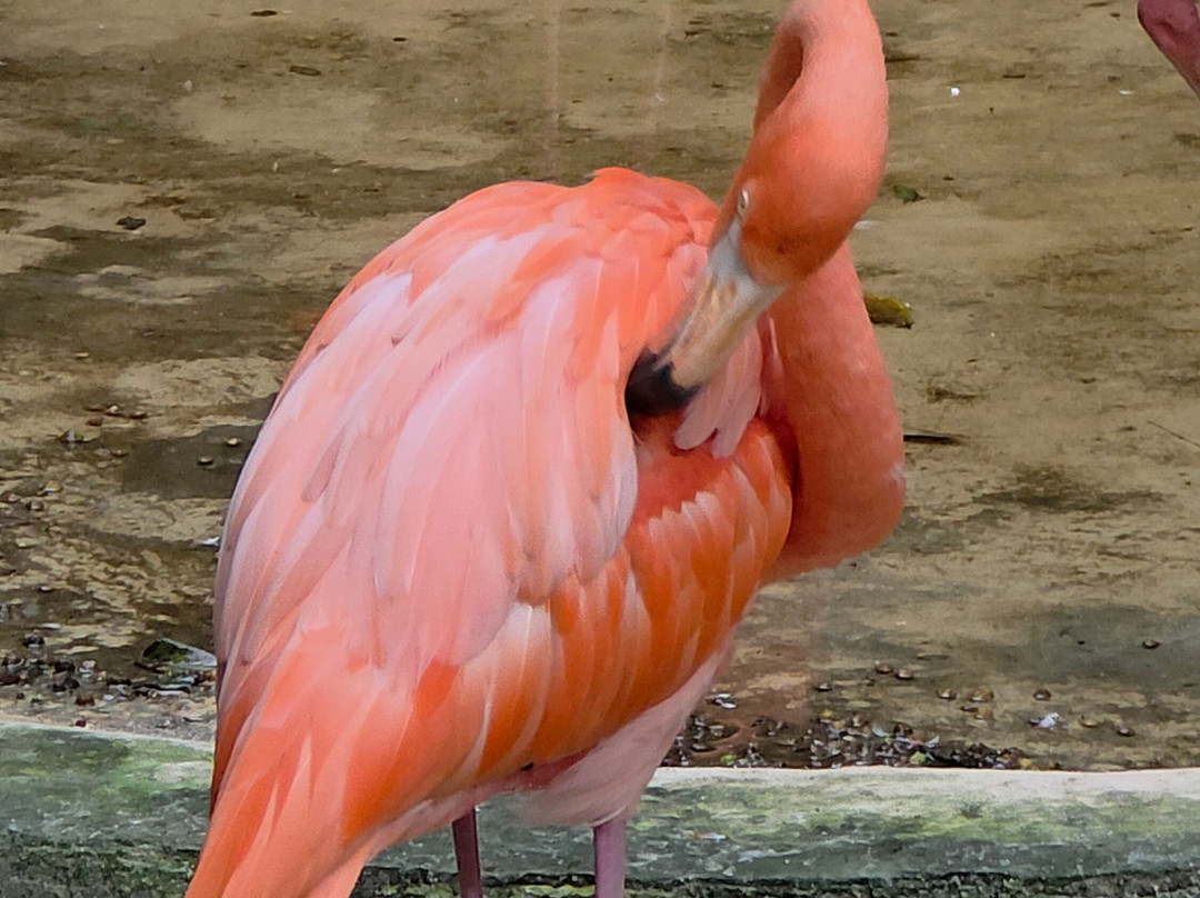 Akumal Monkey Sanctuary & Rescued Animals-艾库玛尔必去景点