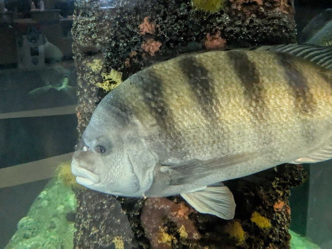 Jennette's Pier-纳格斯海德必去景点