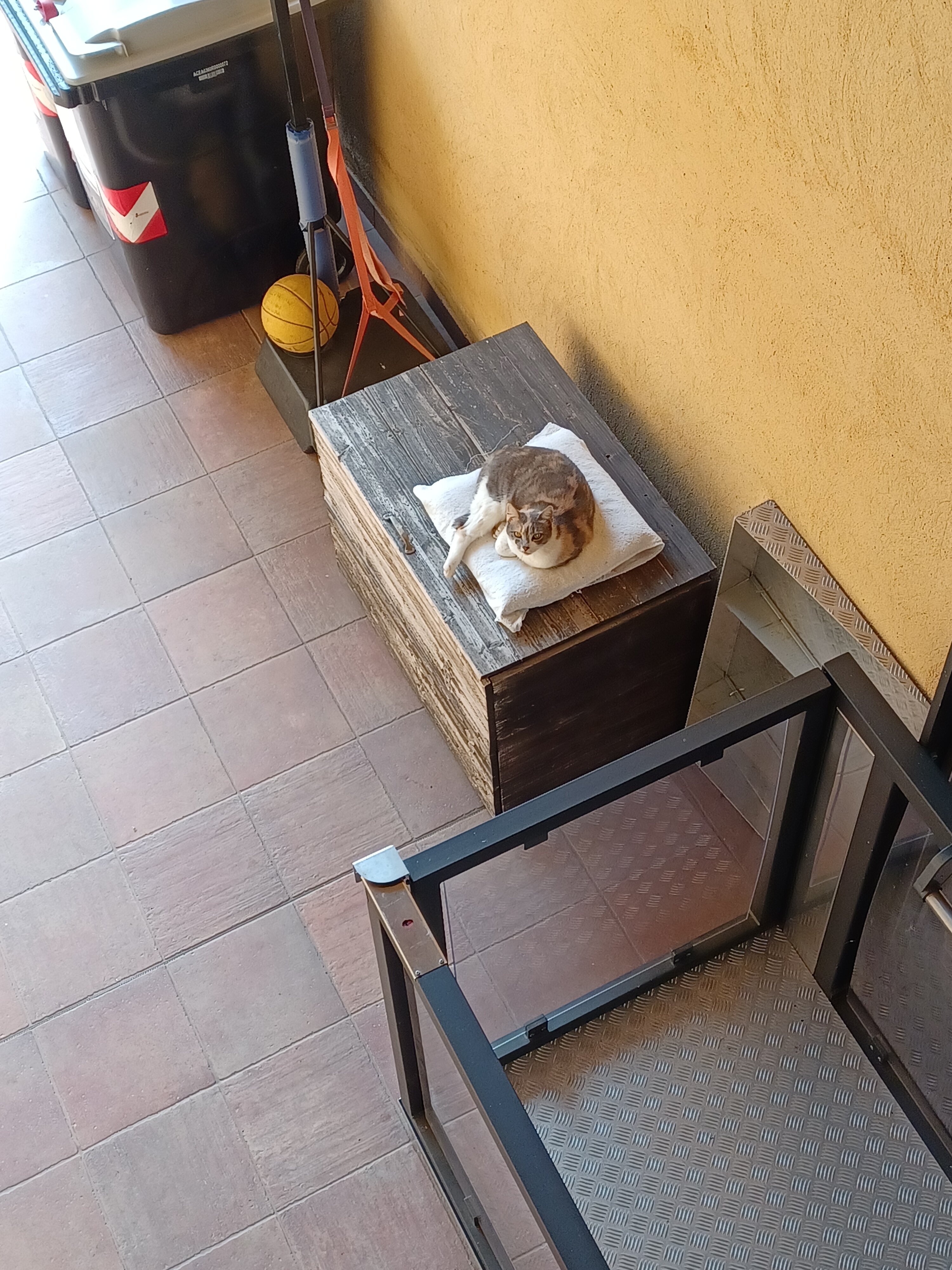 Quattro Gatti-官方