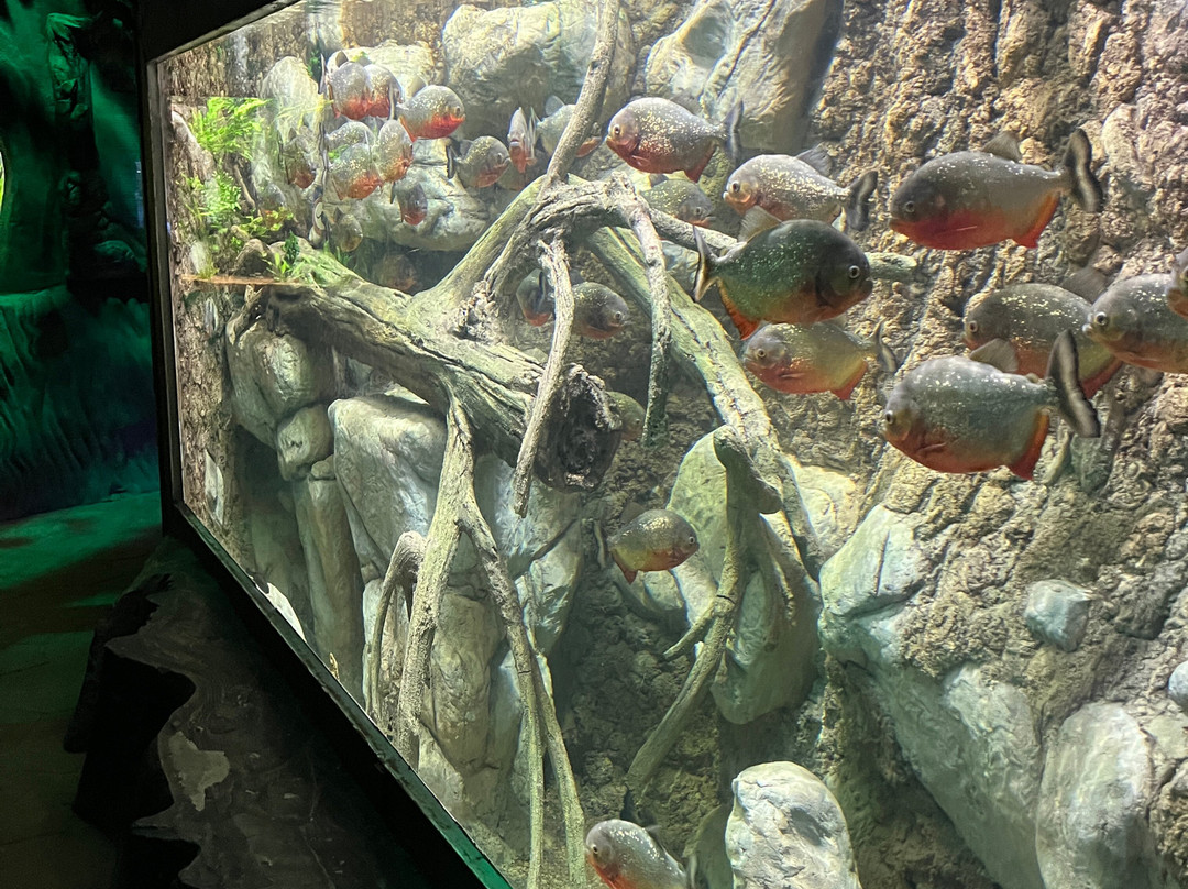 SEA LIFE Benalmadena-班纳玛德纳必去景点