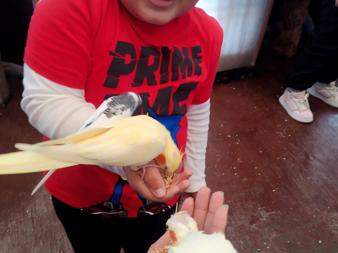 Volcanic Park-普埃布拉必去景点