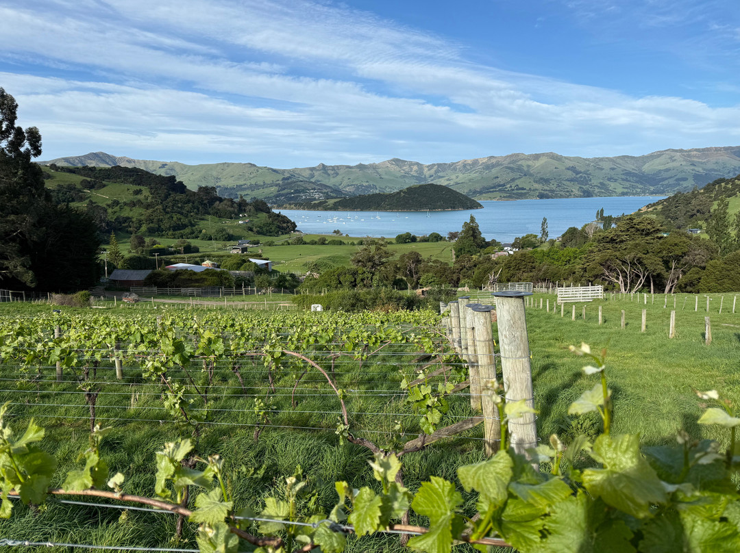 French Peak Vineyard-阿卡罗阿必去景点