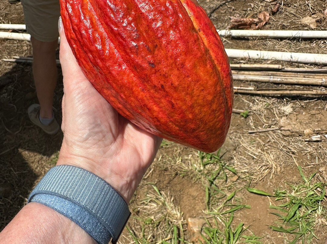 Puna Chocolate Company-凯鲁瓦-柯纳必去景点