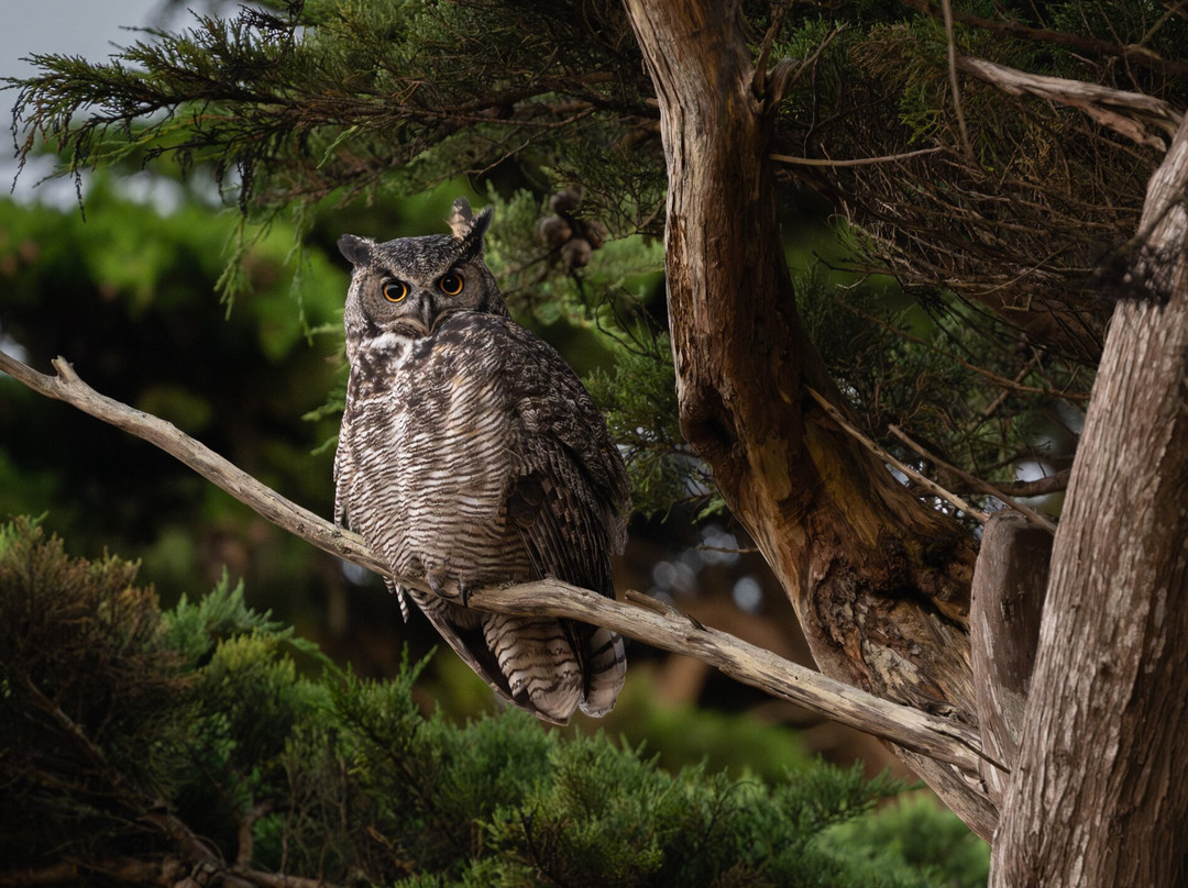 Point Reyes Safaris-Point Reyes Station必去景点