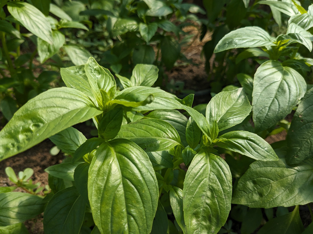 Clutch Farm - seasonal farm stand-Salmo必去景点