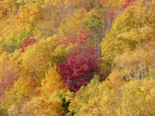 Cabot Discovery Tours-Baddeck必去景点