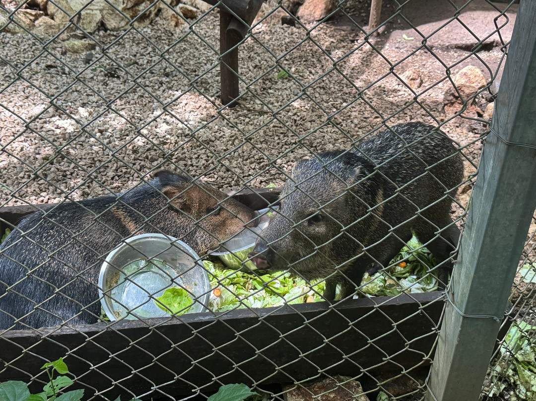International Animal Rescue Costa Rica-诺萨拉必去景点