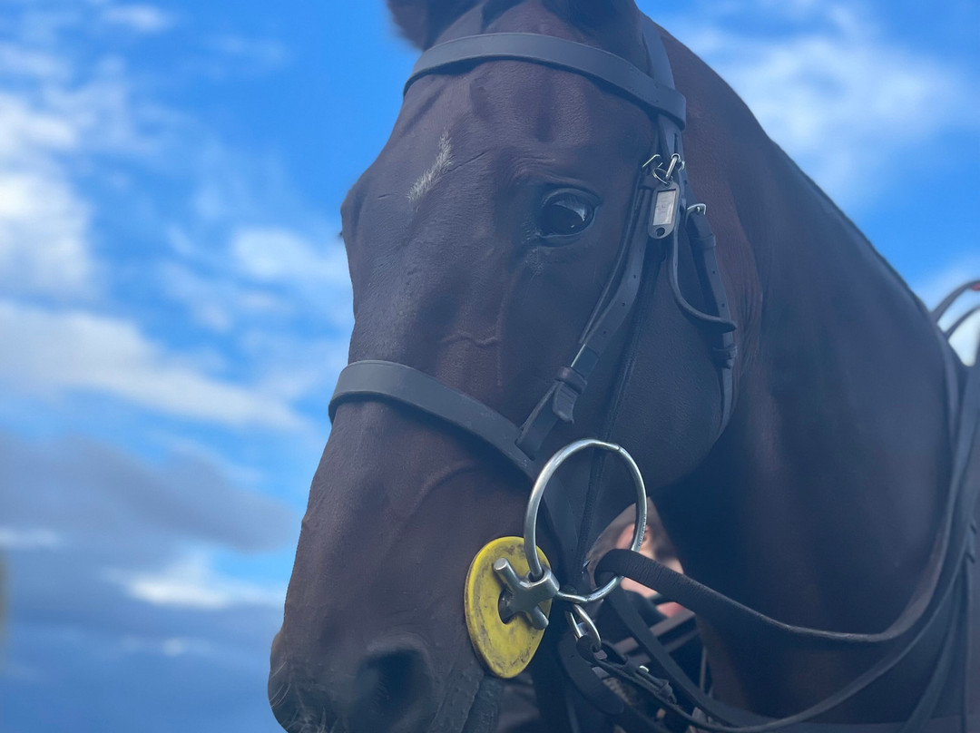 Dart Polo Academy-Gainsborough必去景点