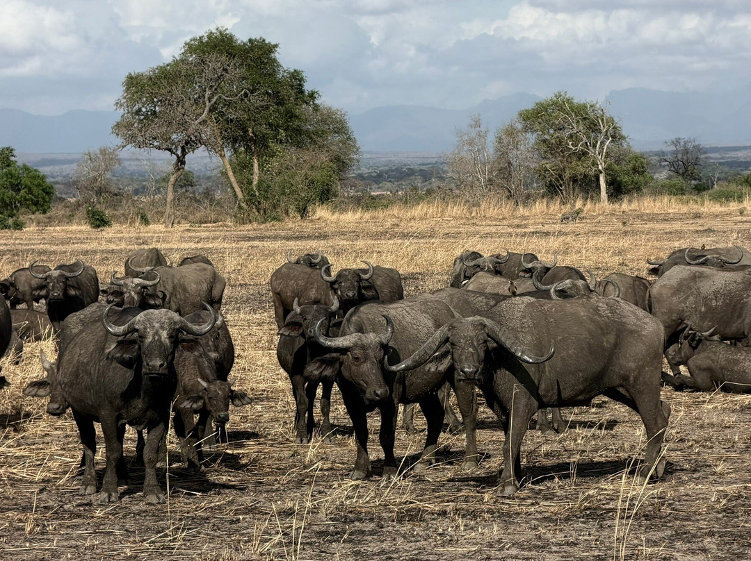 Kelvin Safaris-Mikumi必去景点