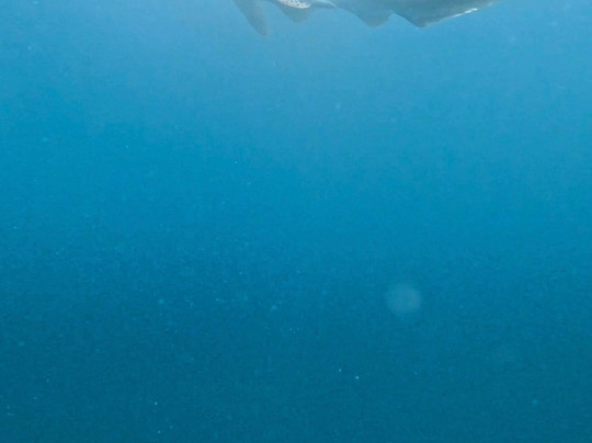 Seahawks SCUBA-哈夫洛克岛必去景点