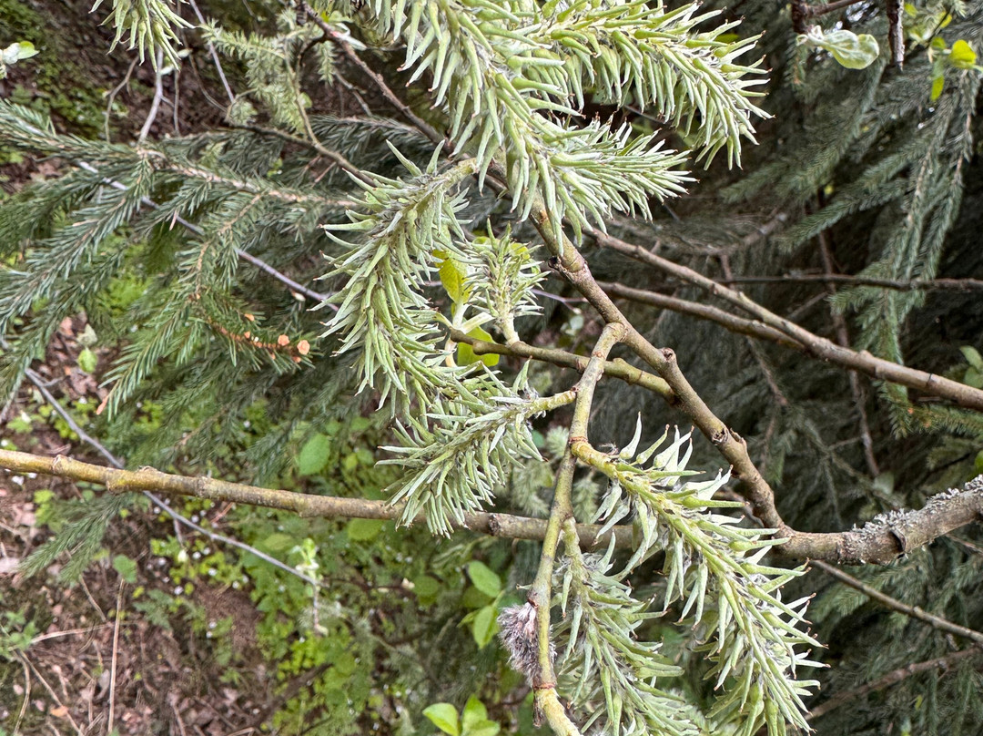 Gorenskiy Lesopark-Balashikha必去景点