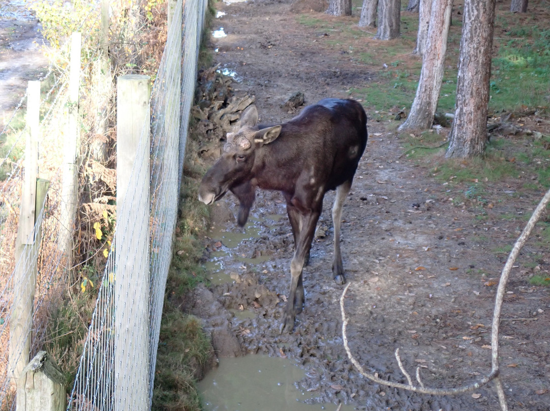 Wildwood Trust-Herne Bay必去景点