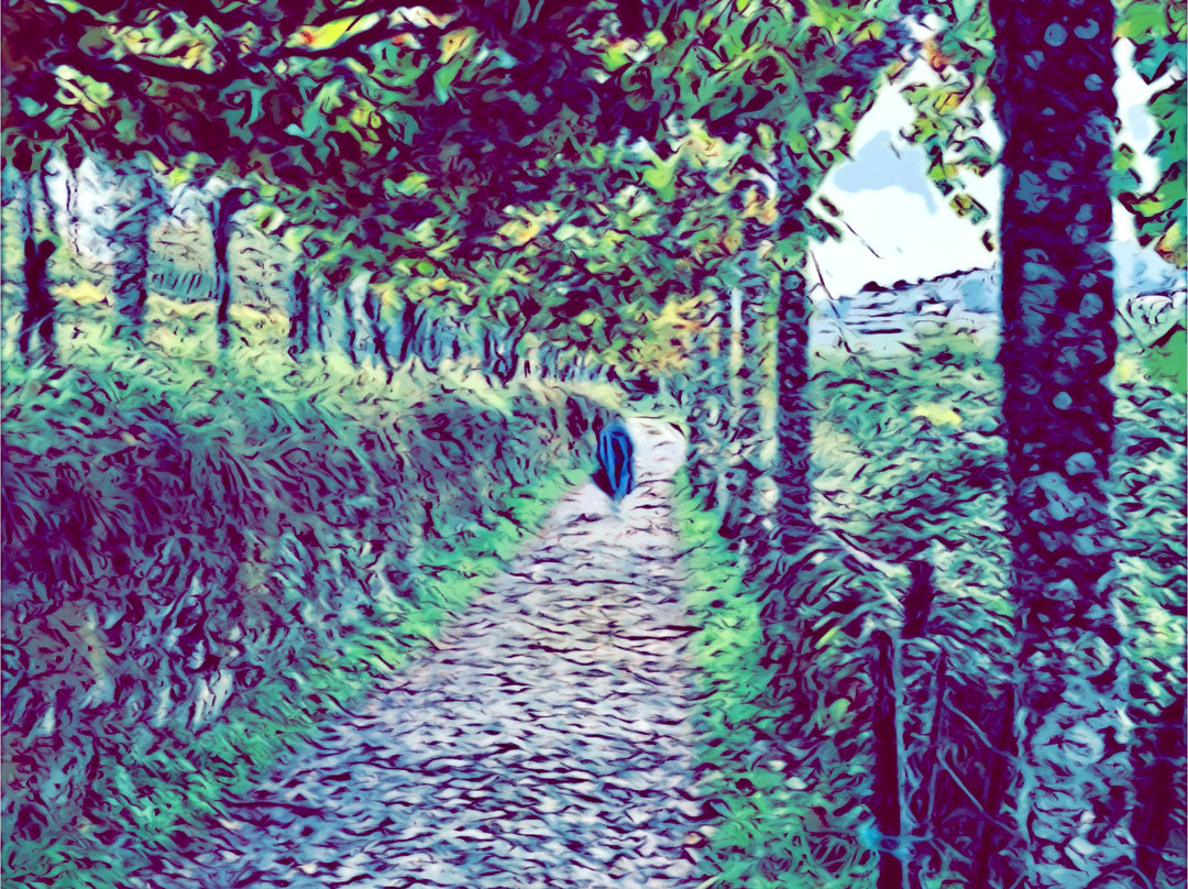 Mountain Travel Sobek-埃默里维尔必去景点