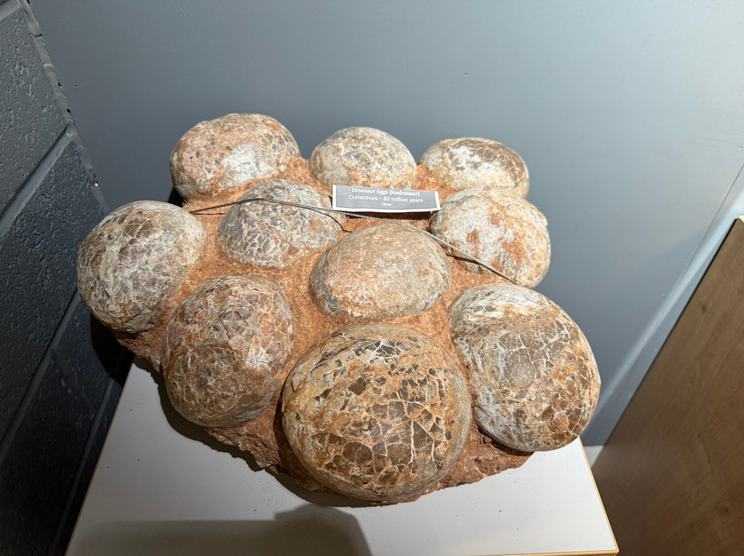 Dudley Museum and Art Gallery-Dudley必去景点