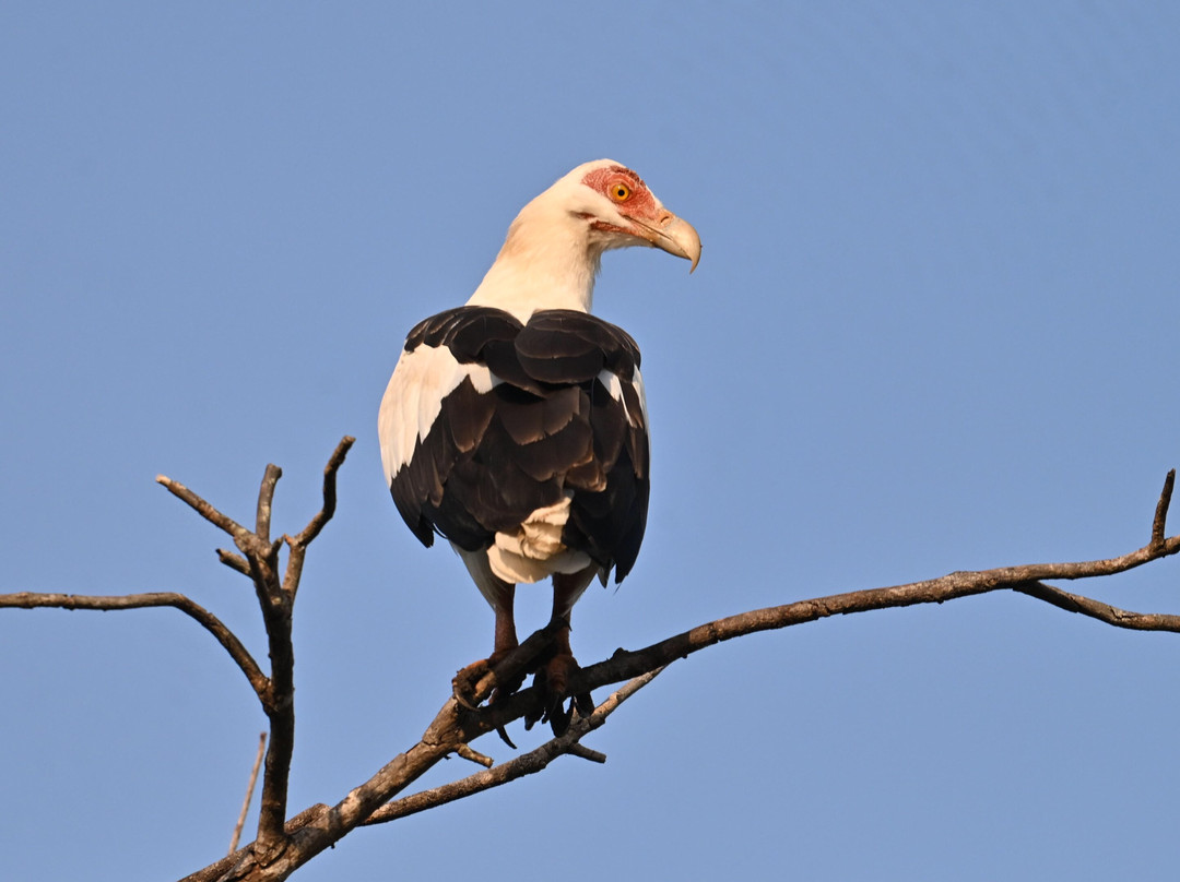 Senegambia Birding-Mandinari必去景点