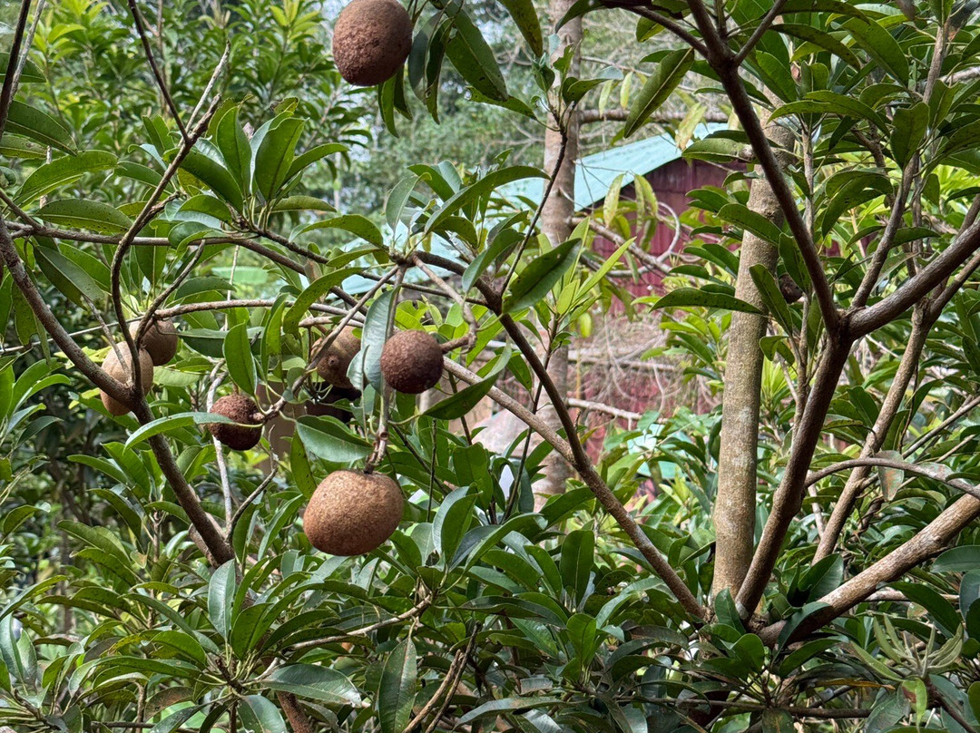 Phu Quoc Countryside-富国岛必去景点