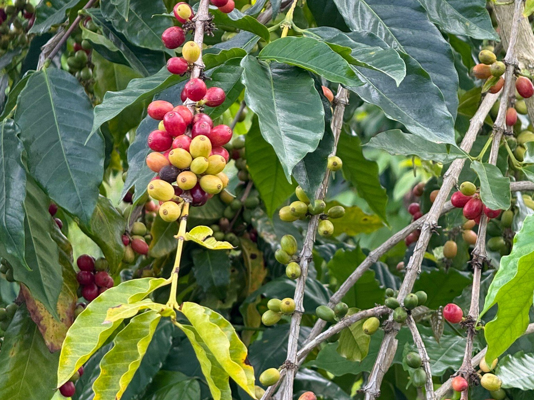夏威夷仙境农场-哈陆亚洛亚必去景点