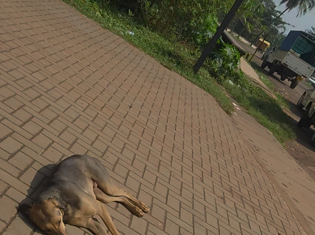 The Fern Residency, Miramar主图