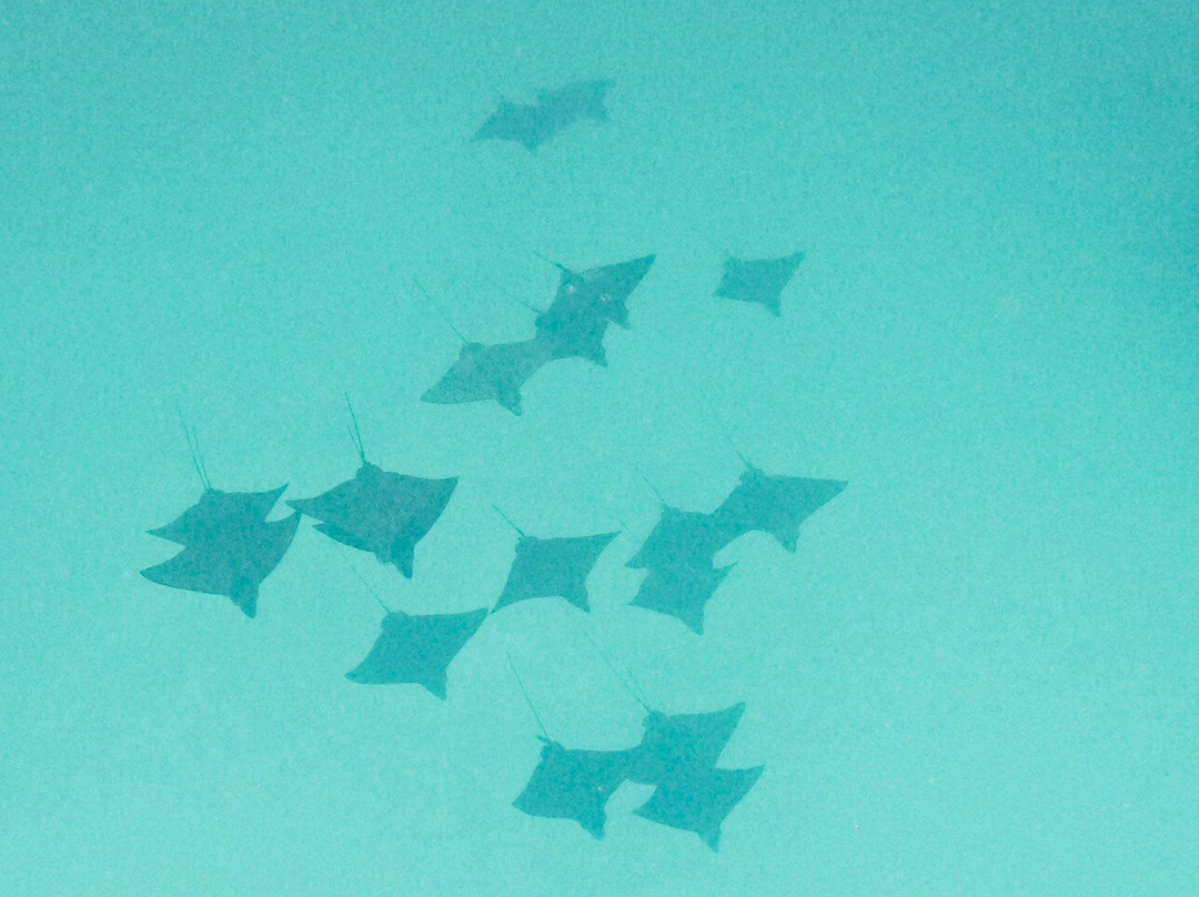 Bora Bora Lagoonarium-瓦伊塔佩必去景点