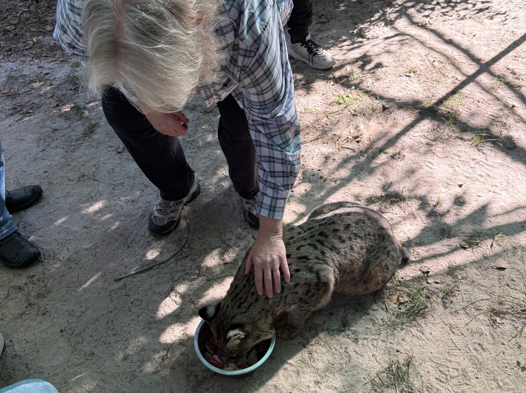 Bear Creek Feline Center-巴拿马城必去景点