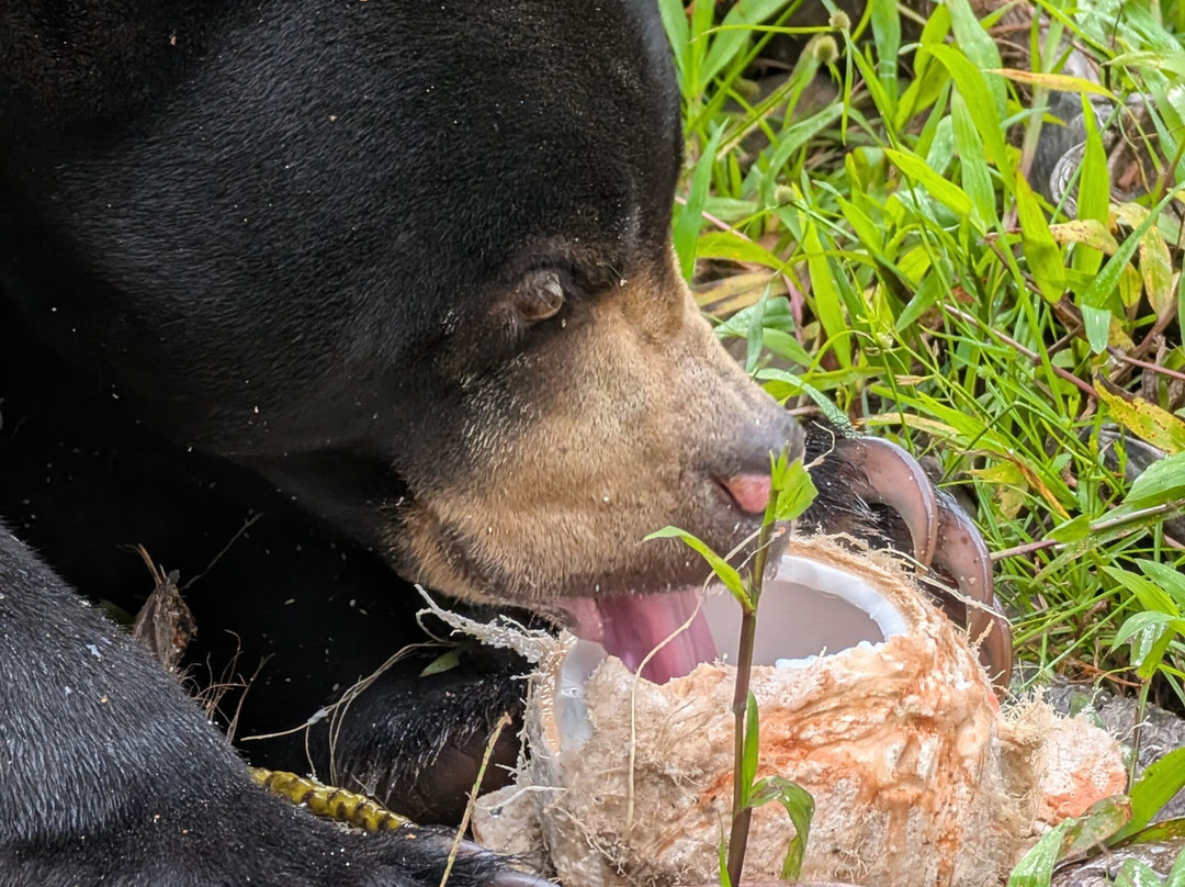 Wildlife Alliance-戈公必去景点