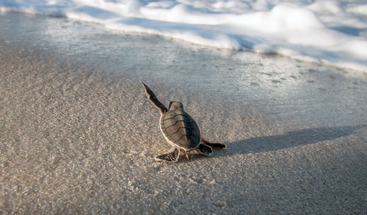 Hyatt Ziva Puerto Vallarta-浴室