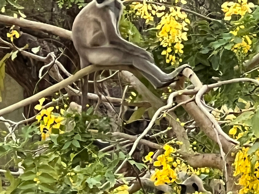 Yala Lahiru Safari-蒂瑟默哈拉默必去景点