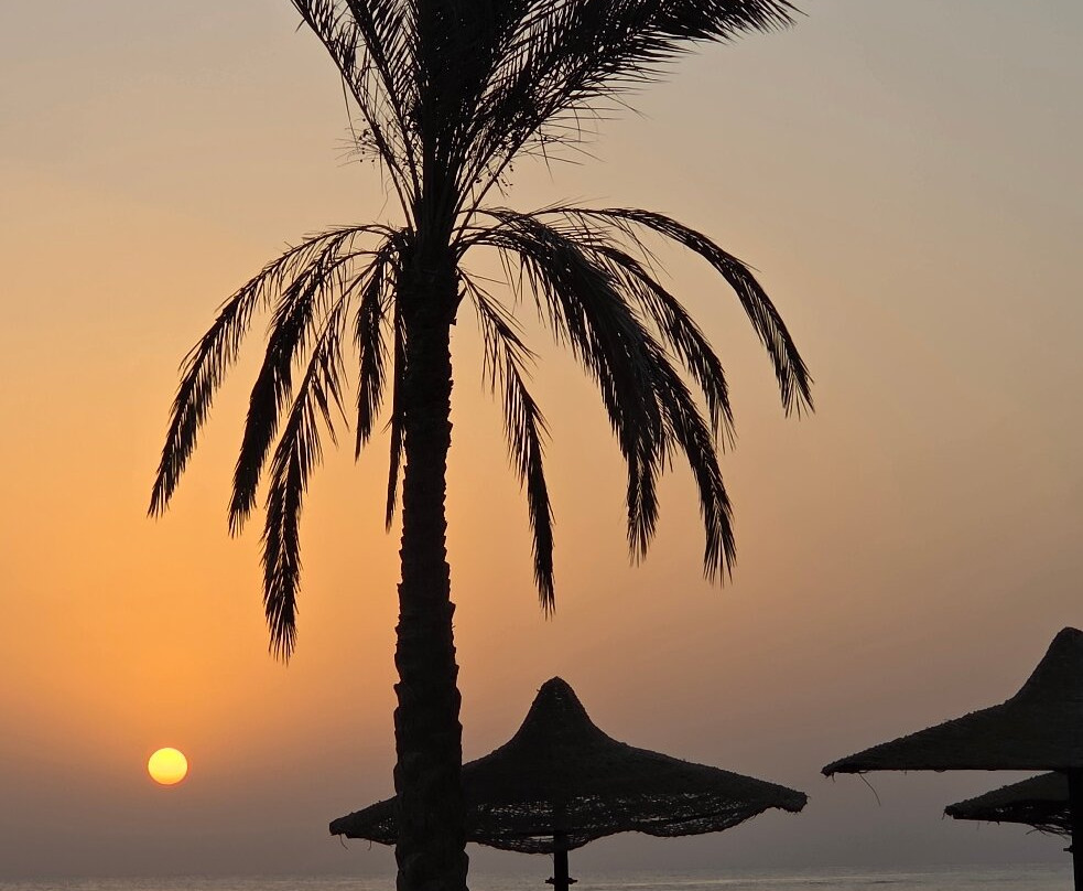 ORCA Dive Club Coral Garden-Safaga必去景点