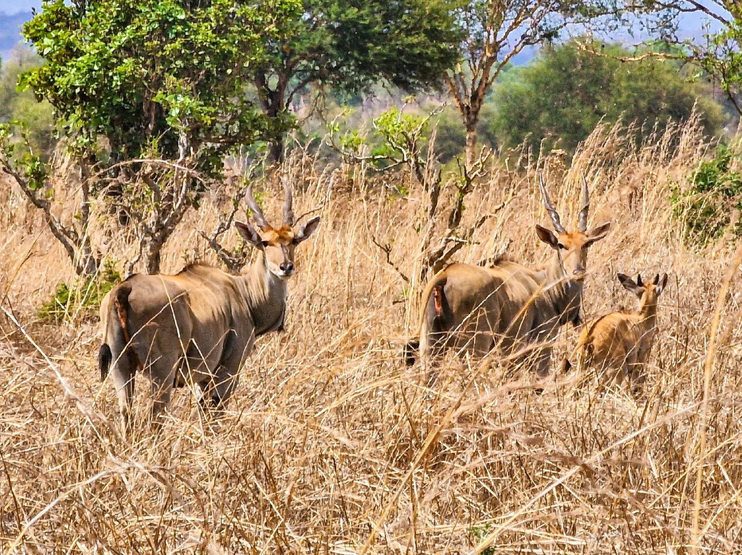 Kihindo  Tours and Safaris Limited-Dar es Salaam必去景点