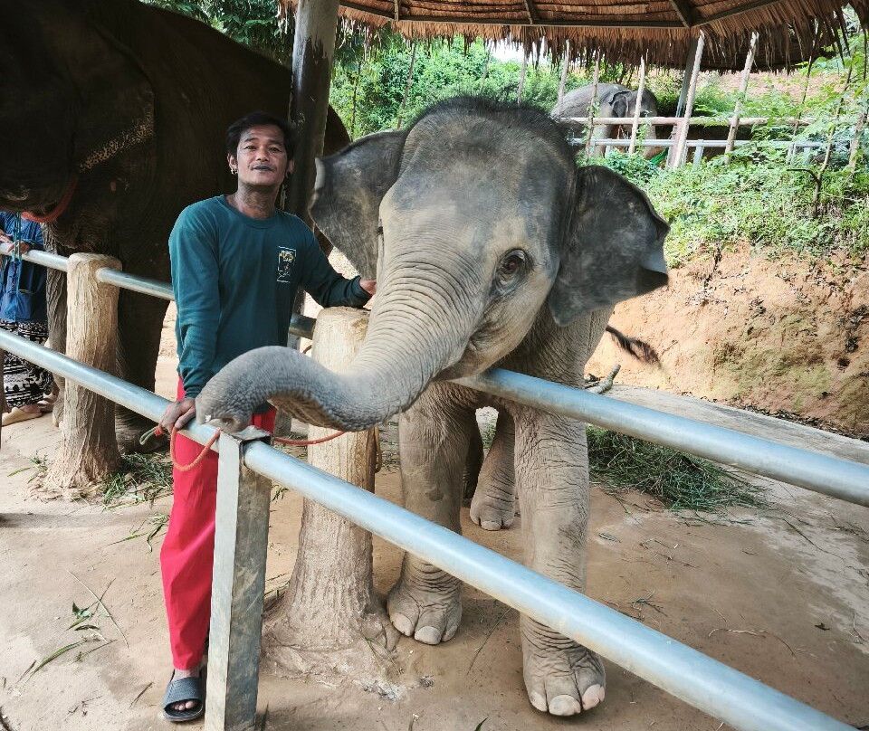 Phuket Elephant Care-奈通必去景点