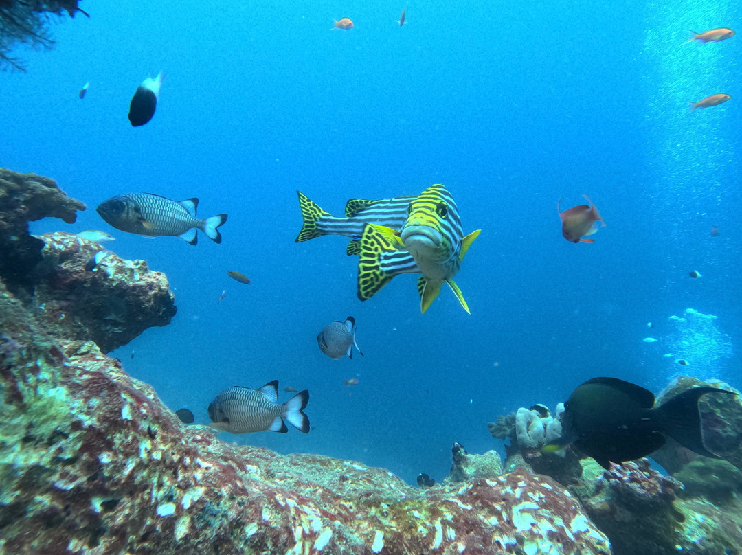 Euro-Divers Club Med Finolhu Villas-马累必去景点