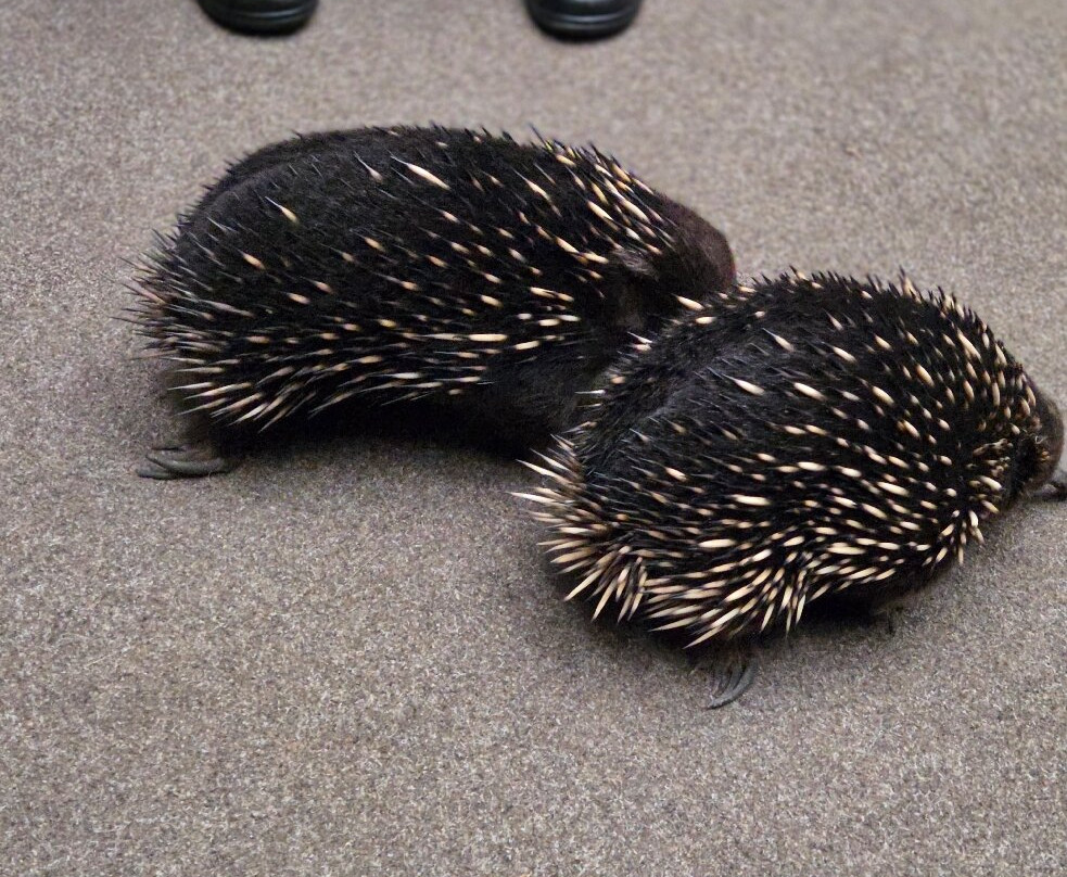 Platypus House-Beauty Point必去景点