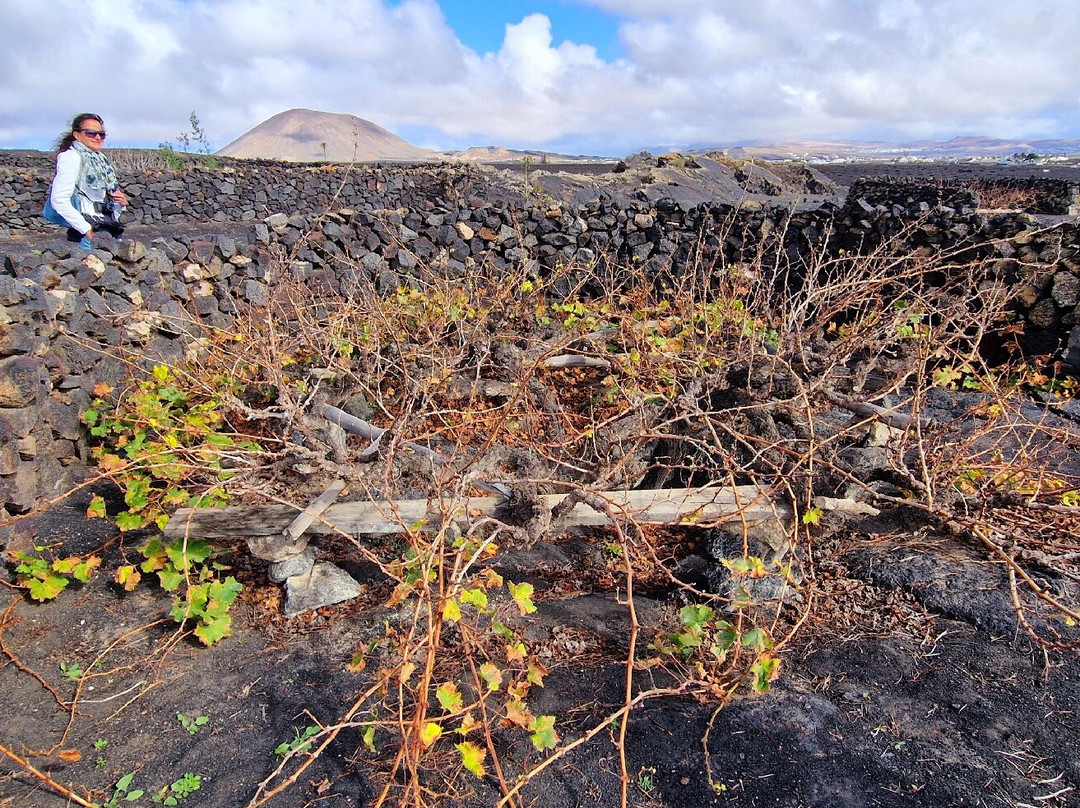 El Grifo - Museo del Vino-San Bartolome必去景点