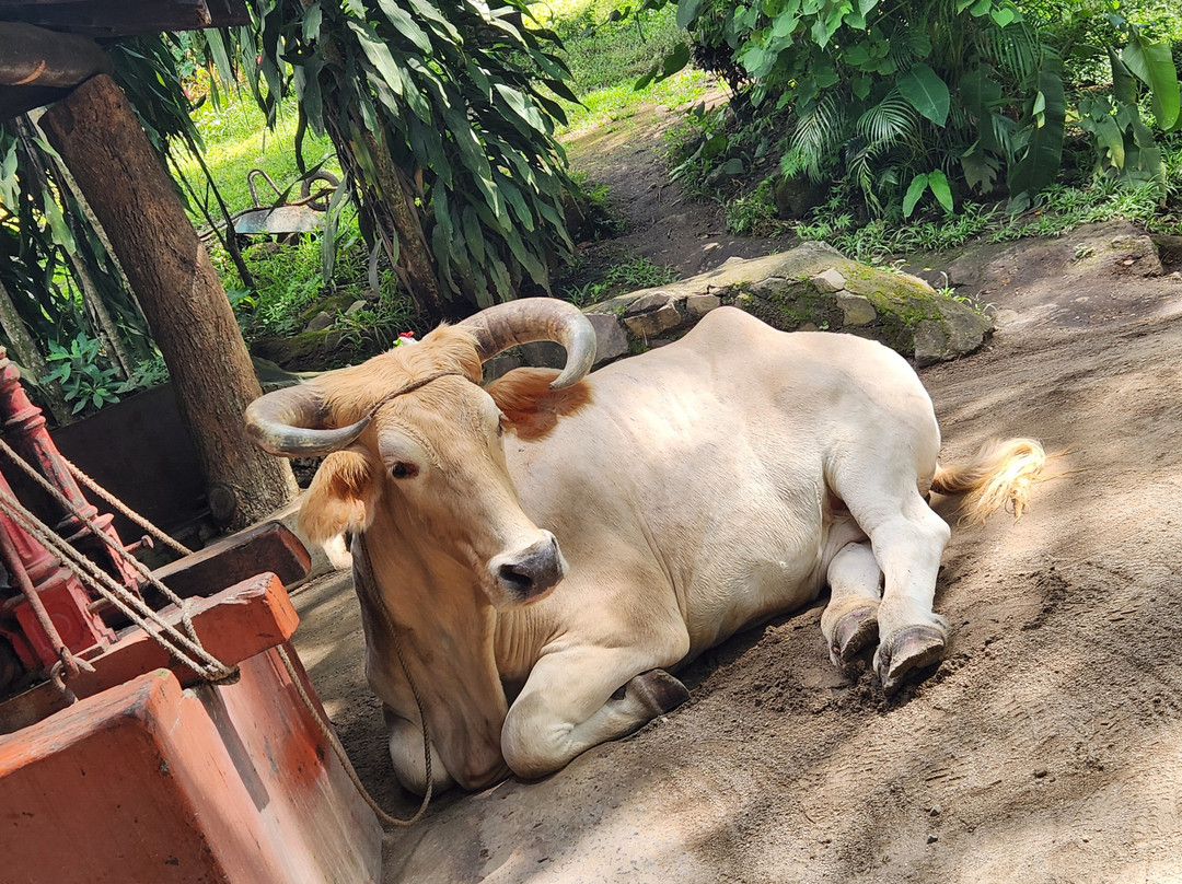 ConchalFun-孔查沙滩必去景点